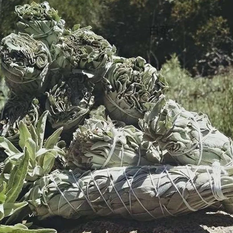 Natural Incense White Sage Bundle Smudge Sticks Home Purification Pure Leaf Meditation Portable Energy Cleansing Bundles